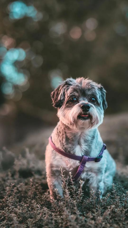 Adorable Dog Portrait - Related Dark Wallpapers wallpaper