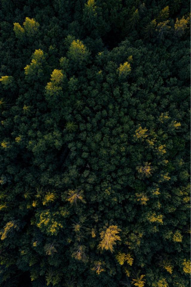 Aerial Forest Canopy - Related Anime Wallpapers wallpaper