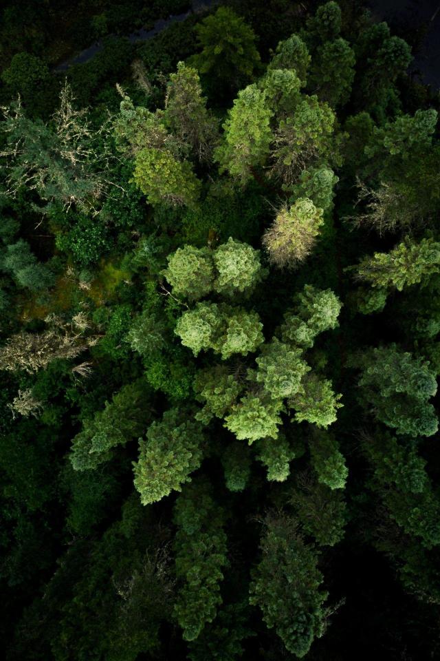 Aerial Forest Canopy View