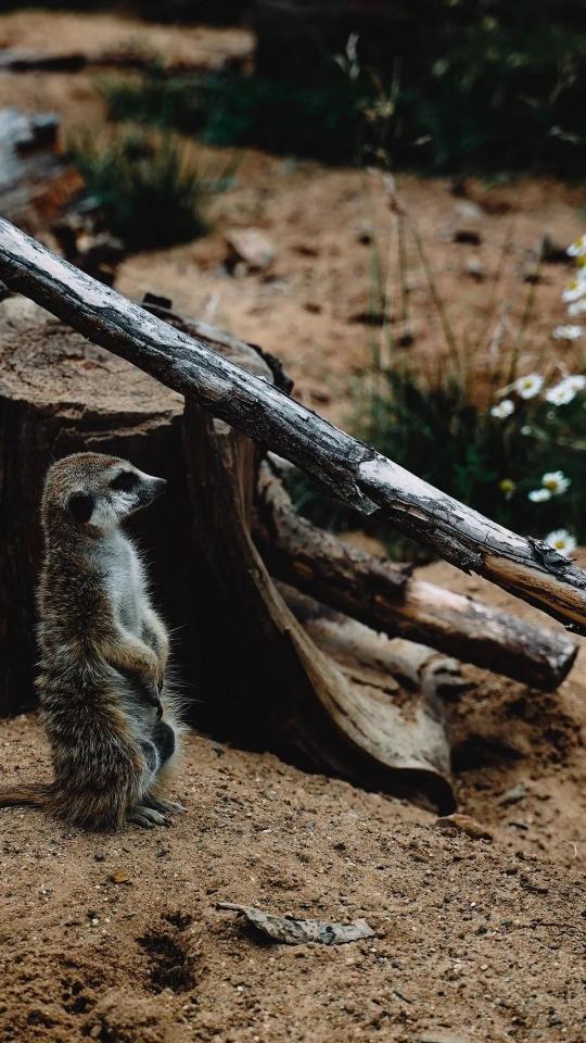 Alert Meerkat Lookout