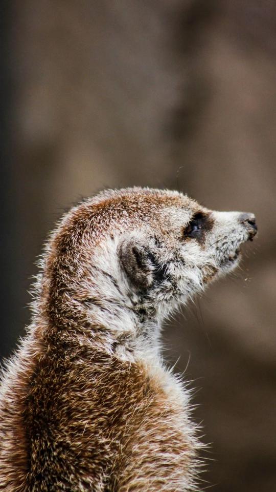 Alert Meerkat Profile