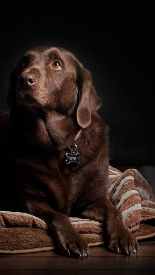 Allie the Chocolate Lab