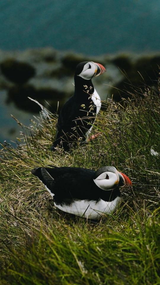 Atlantic Puffins in Iceland - Related Dark Wallpapers wallpaper