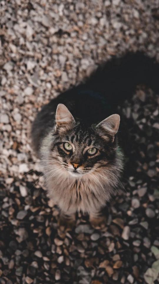 Attentive Feline Portrait - Related Dark Wallpapers wallpaper