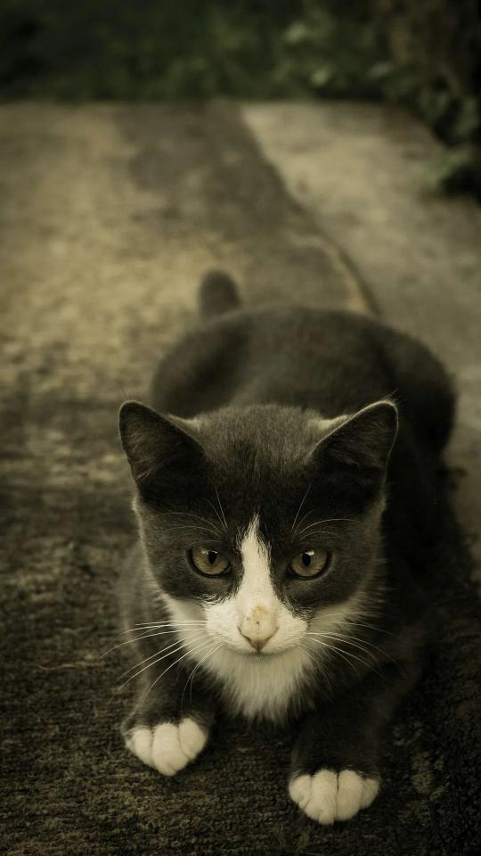 Attentive Kitten Portrait