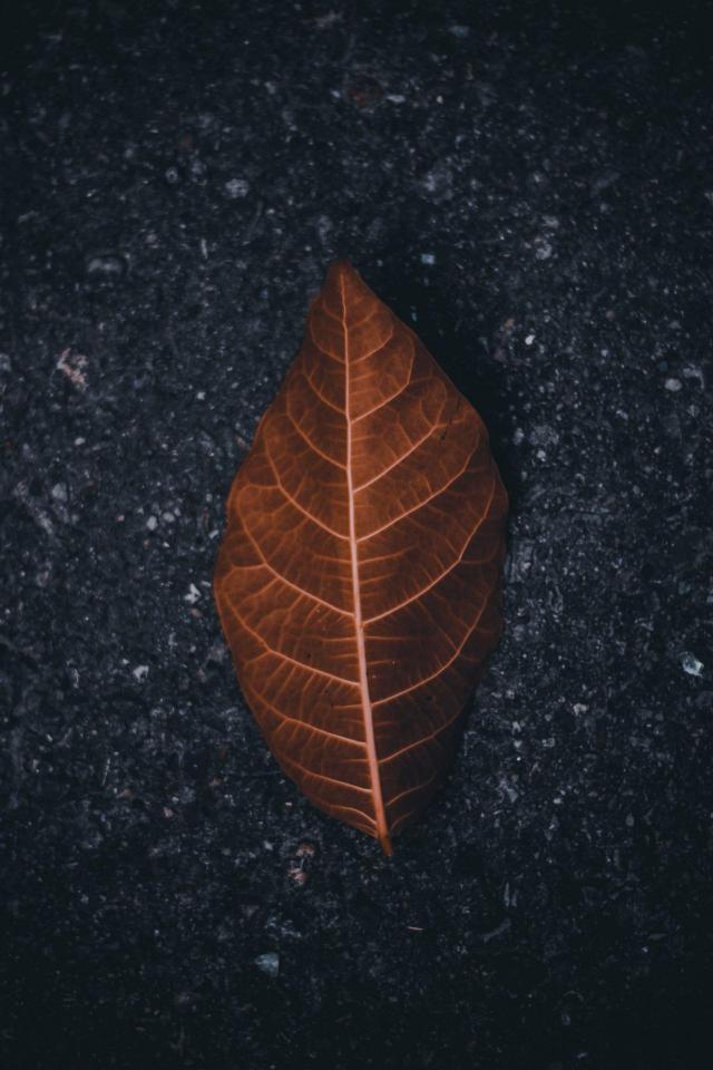 Autumn Leaf on Asphalt - Autumn Wallpaper