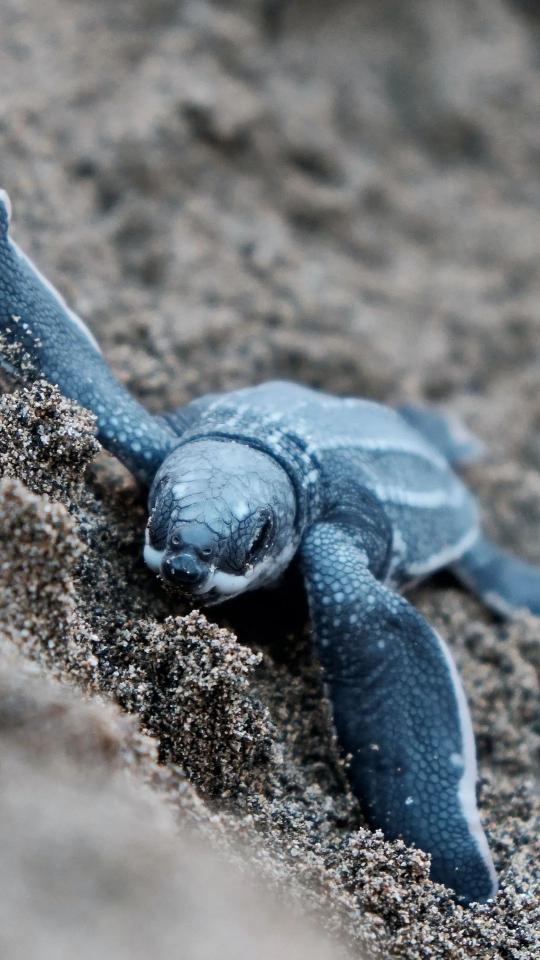 Baby Turtle on the Beach