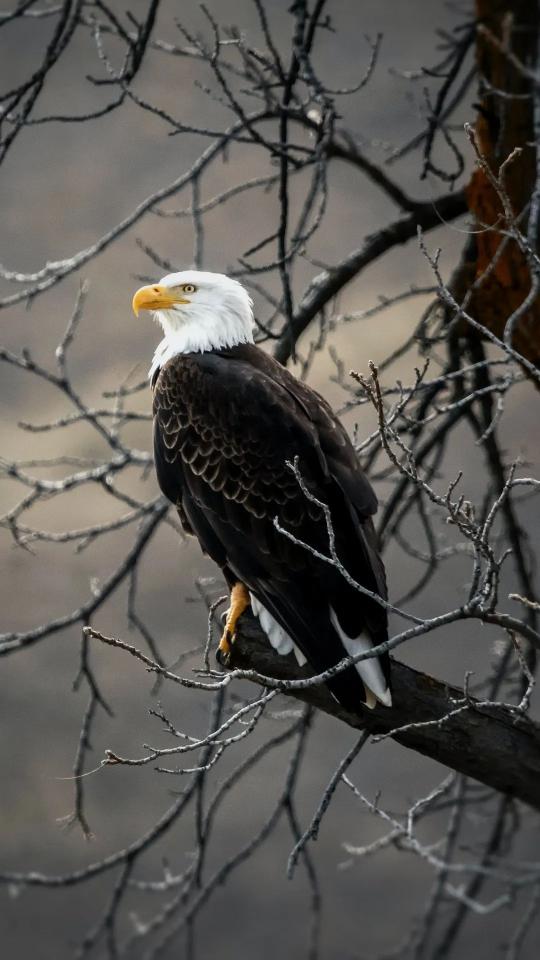 Bald Eagle on Branch