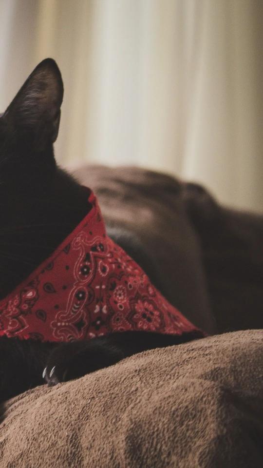 Bandana Cat Nap - Related Dark Wallpapers wallpaper