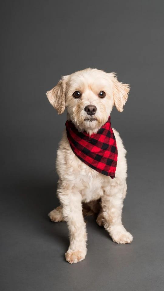 Bandana Dog Portrait - Related Dark Wallpapers wallpaper