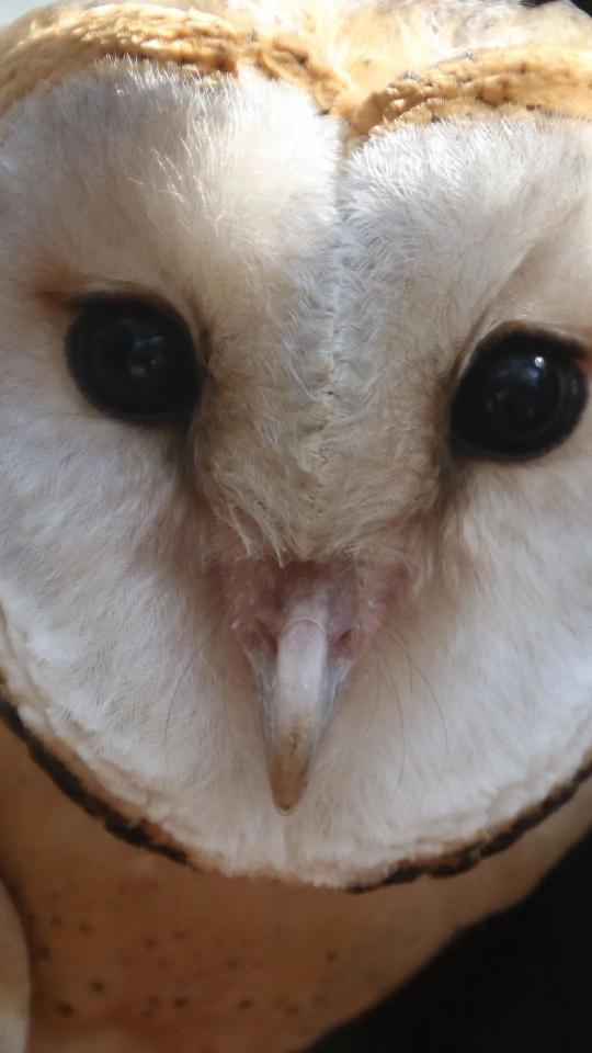 Barn Owl Close-Up - Related Dark Wallpapers wallpaper