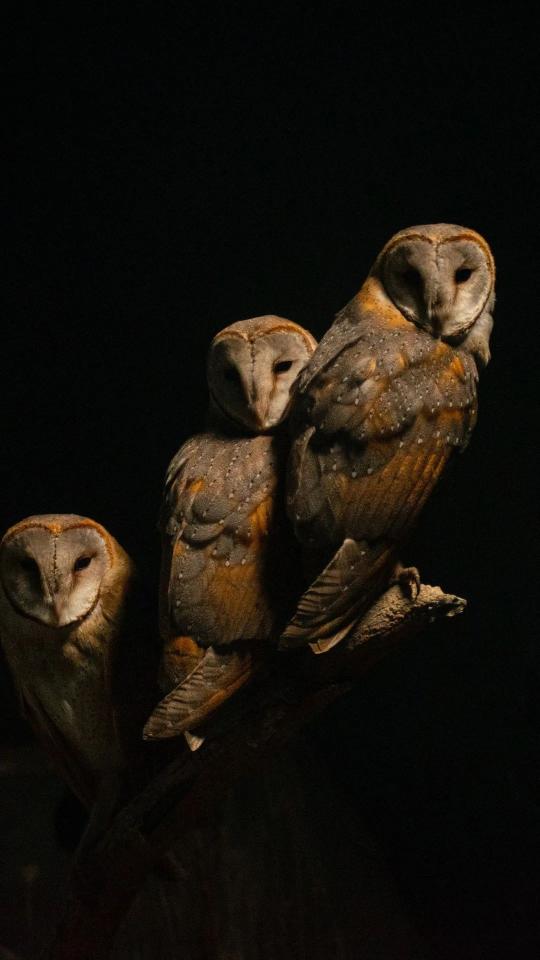 Barn Owl Trio