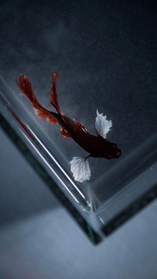 Betta Fish in Tank