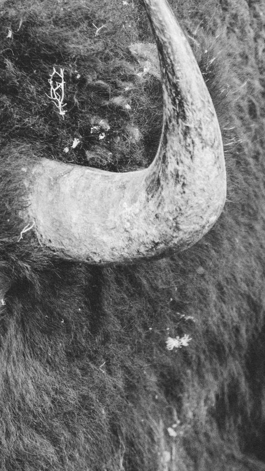 Bison Horn Close-Up - Related Dark Wallpapers wallpaper