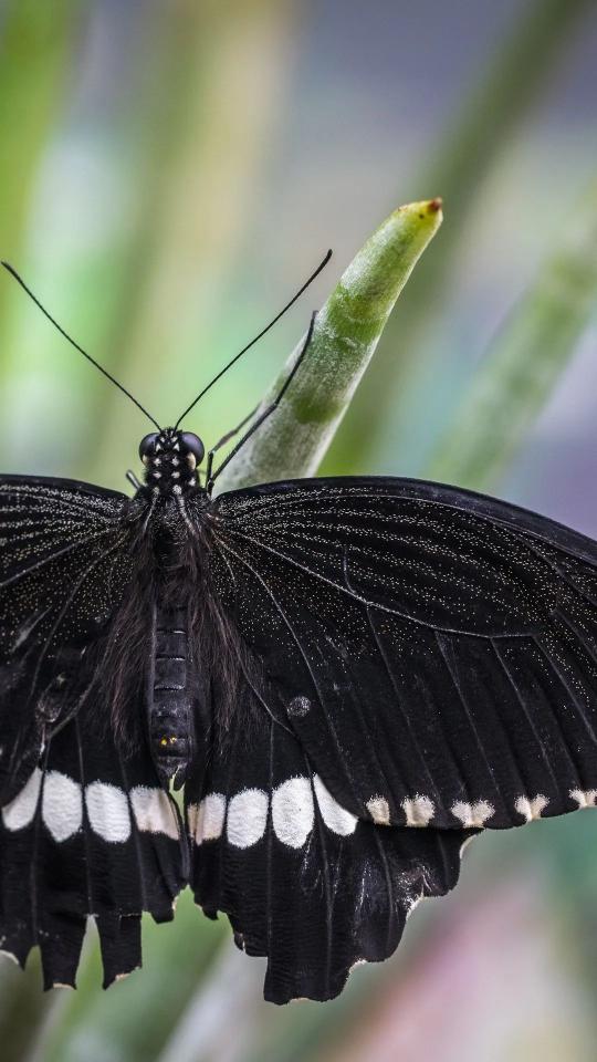 Black Butterfly Close-Up - Related Dark Wallpapers wallpaper