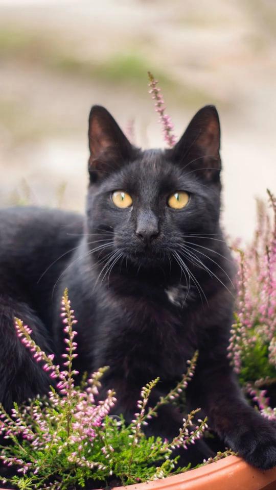 Black Cat in Flowers