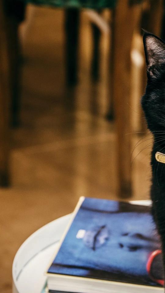 Black Cat Peek