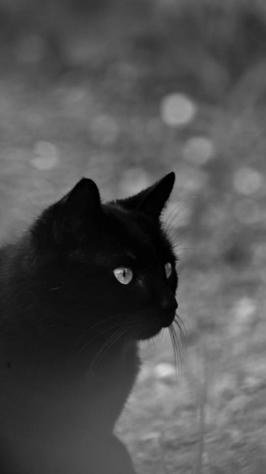 Black Cat Portrait