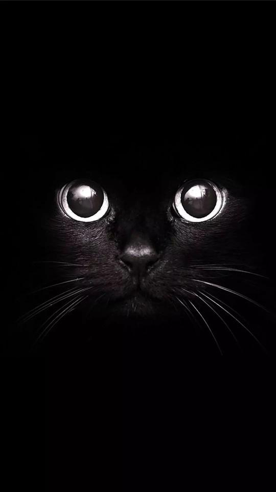 Black Cat Stare