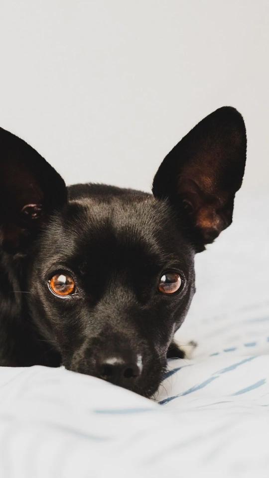 Black Dog Portrait - Related Dark Wallpapers wallpaper