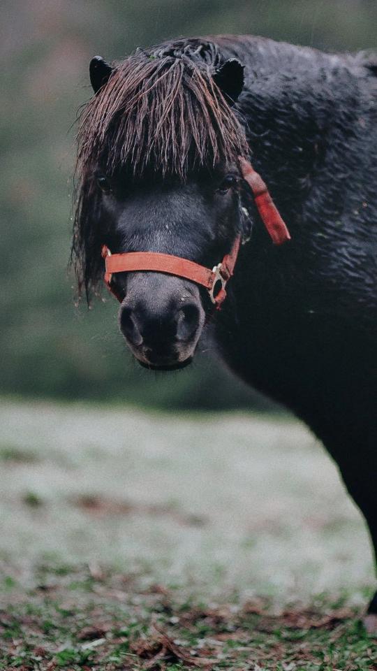 Black Horse Portrait - Related Dark Wallpapers wallpaper