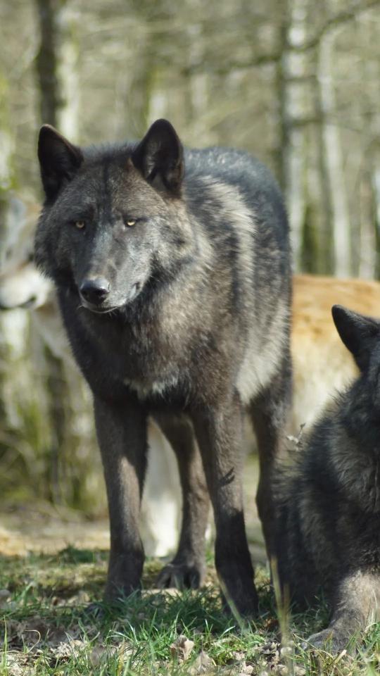 Black Wolf Stare