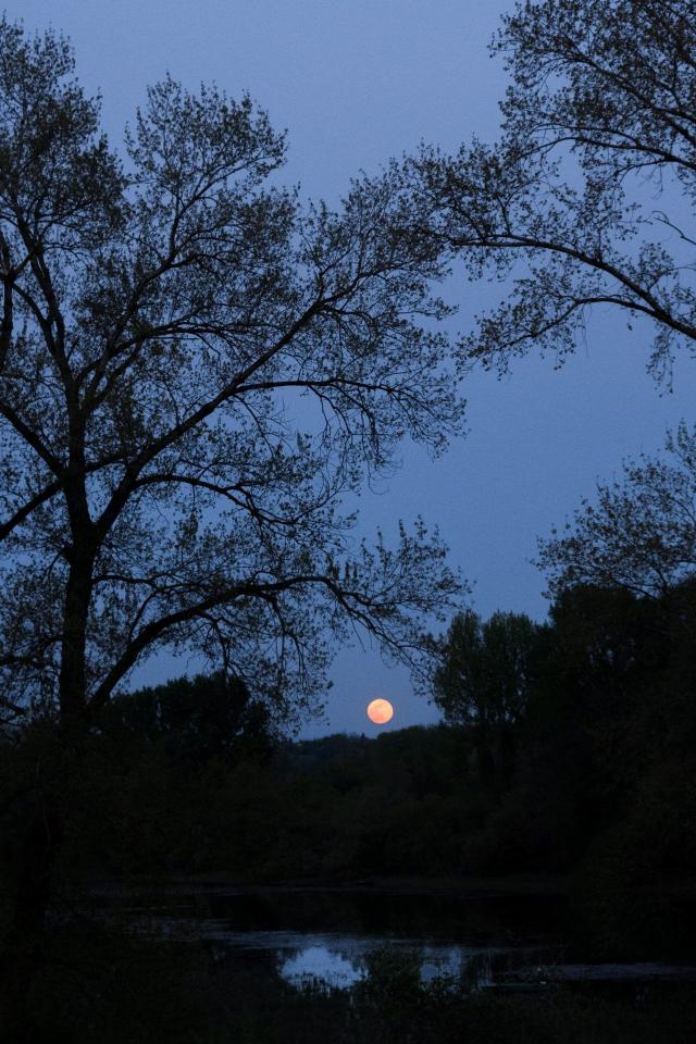Blood Moon Through Trees