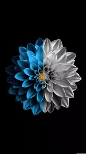 Blue and Gray Flower