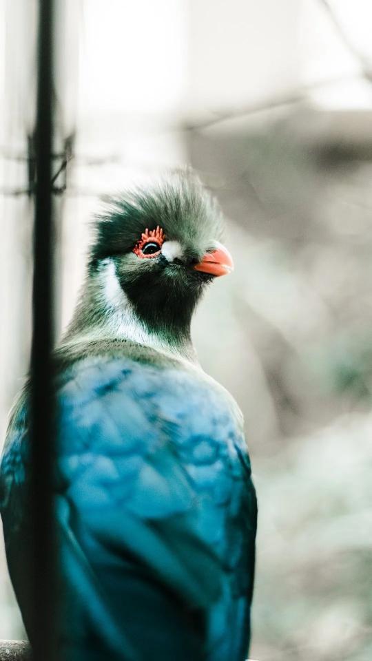 Blue Bird Portrait - Related Dark Wallpapers wallpaper
