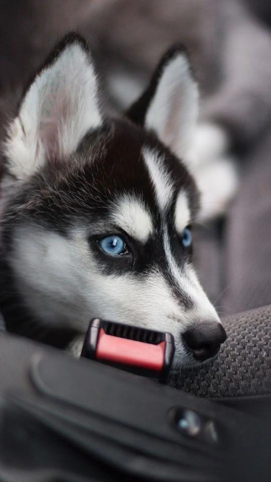 Blue-Eyed Husky Puppy - Related Dark Wallpapers wallpaper