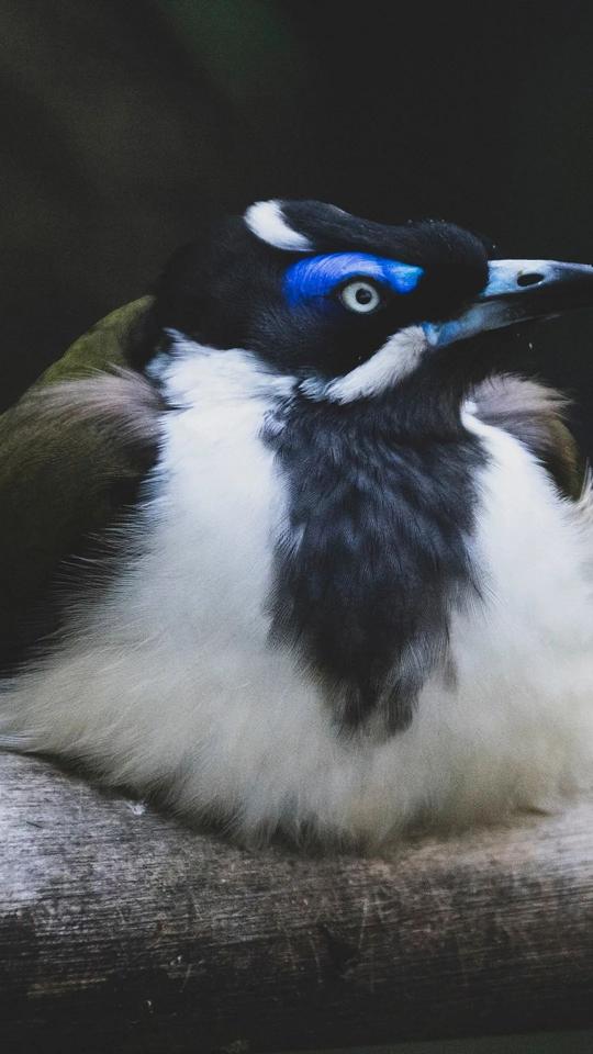 Blue-Faced Honeyeater Portrait - Related Dark Wallpapers wallpaper