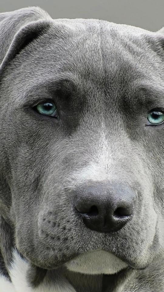 Blue Pitbull Close-Up - Related Dark Wallpapers wallpaper