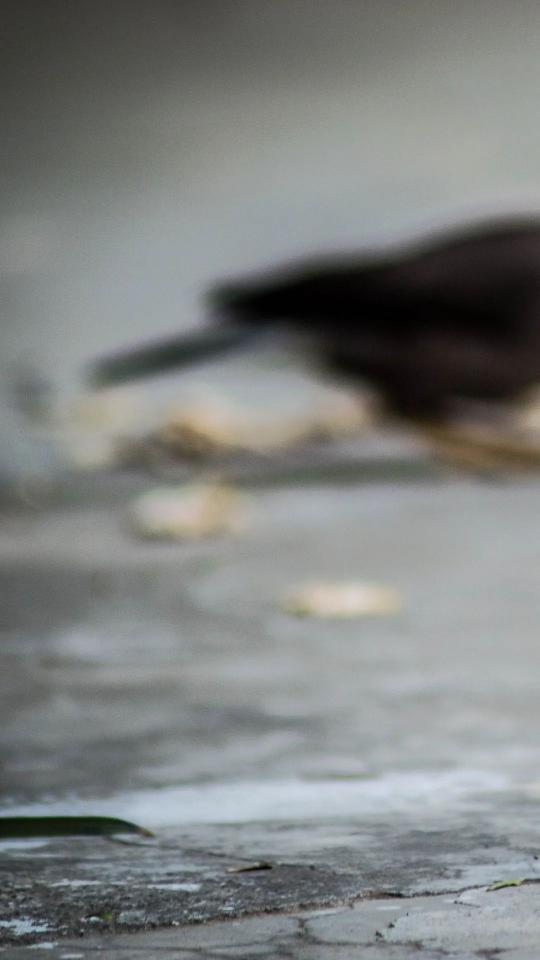 Blurred Bird on Concrete - Related Dark Wallpapers wallpaper