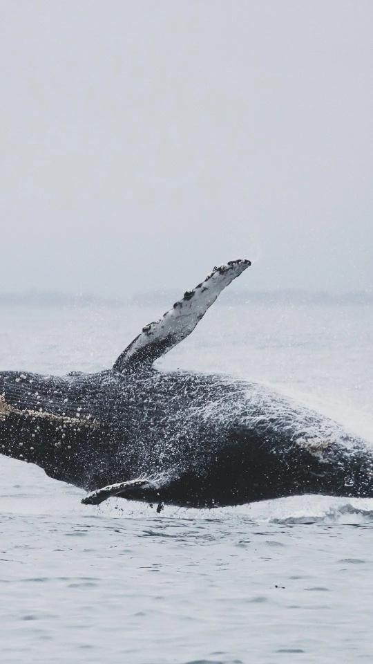 Breaching Humpback Whale - Related Dark Wallpapers wallpaper