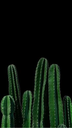 Cactus on Black Backdrop - Related Anime Wallpapers wallpaper