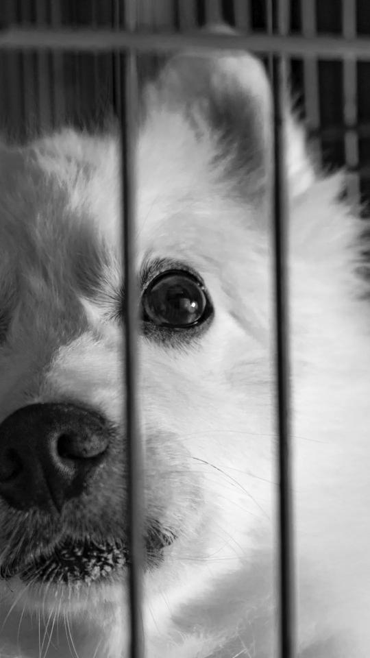 Caged White Dog Portrait