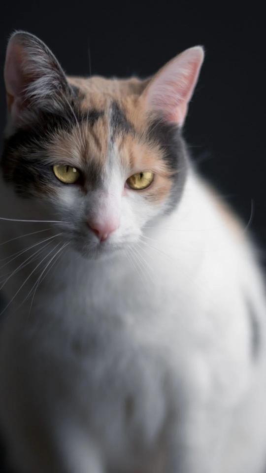 Calico Cat Intense Gaze