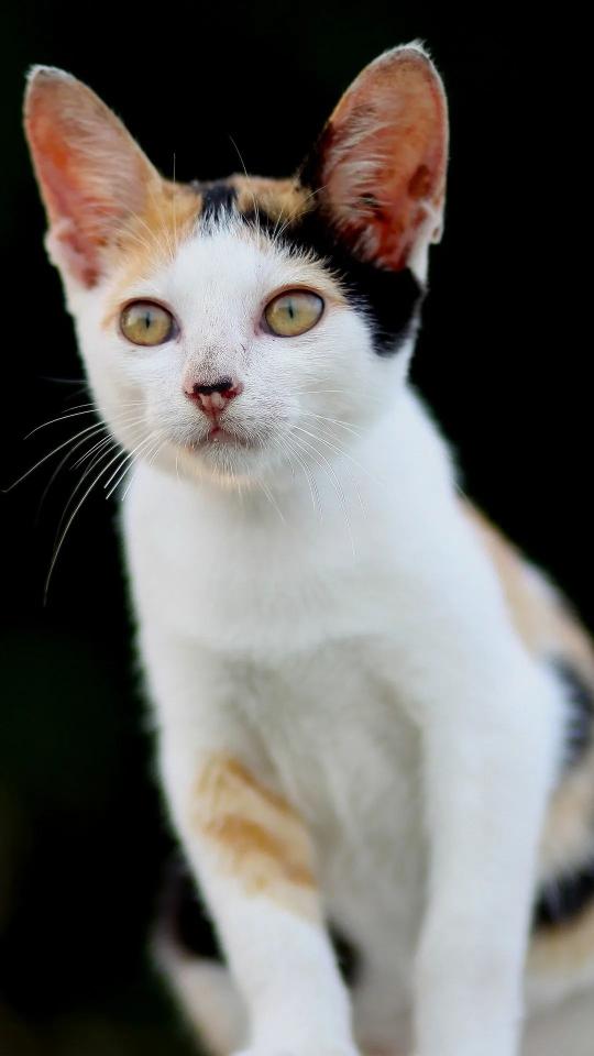 Calico Cat Portrait