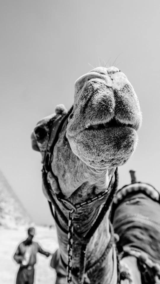 Camel Close-Up in Egypt - Related Dark Wallpapers wallpaper