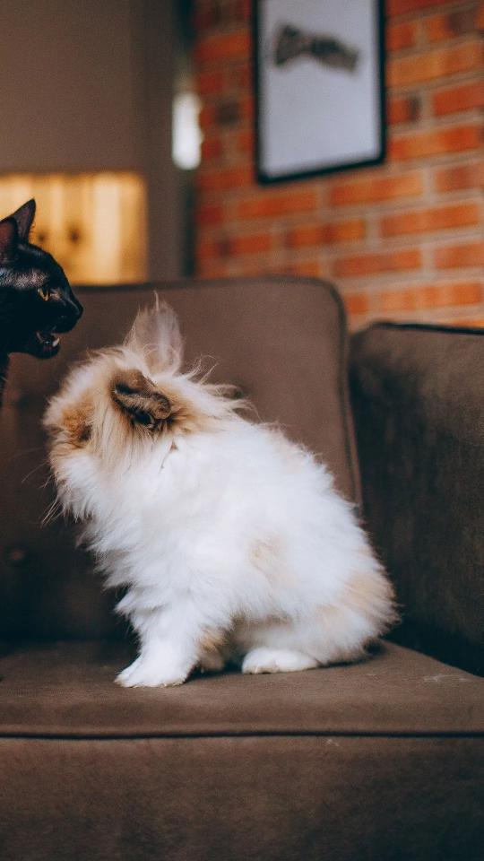 Cat and Rabbit Confrontation - Related Anime Wallpapers wallpaper