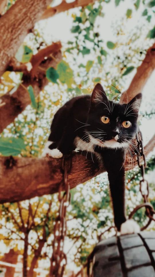 Cat on a Tree - Related Dark Wallpapers wallpaper