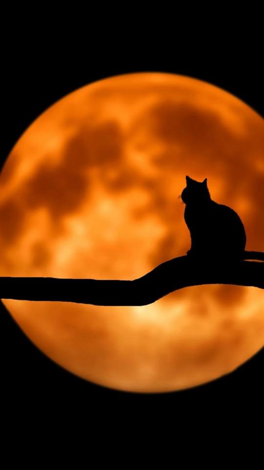 Cat Silhouette Moon - Related Dark Wallpapers wallpaper