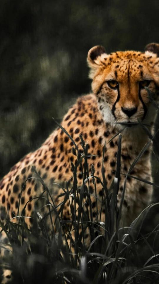 Cheetah in Tall Grass
