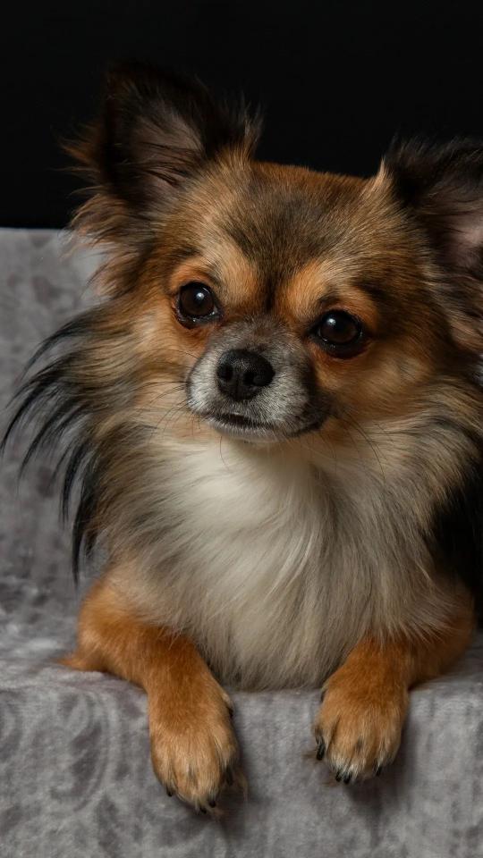 Chihuahua Portrait - Related Dark Wallpapers wallpaper