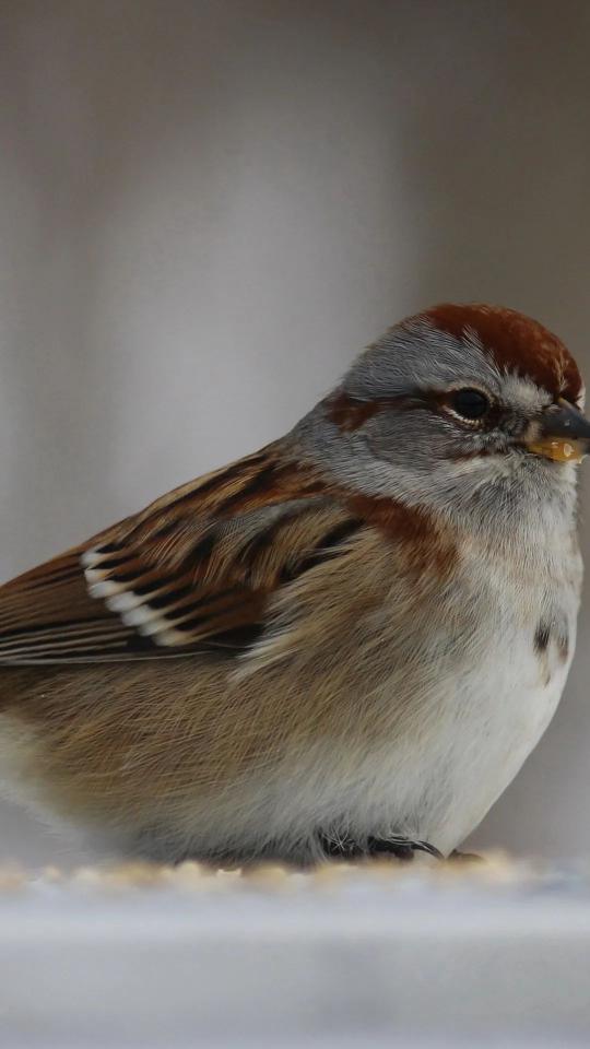Chipping Sparrow Portrait - Related Dark Wallpapers wallpaper