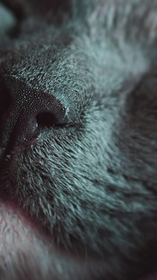 Close-up Cat Nose