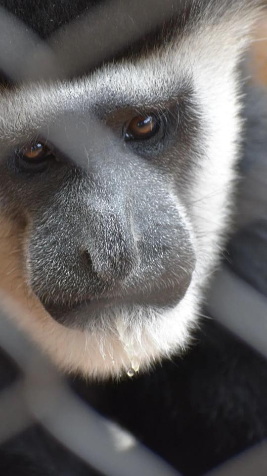 Colobus Monkey Close-Up