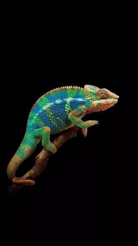 Colorful Chameleon on Branch