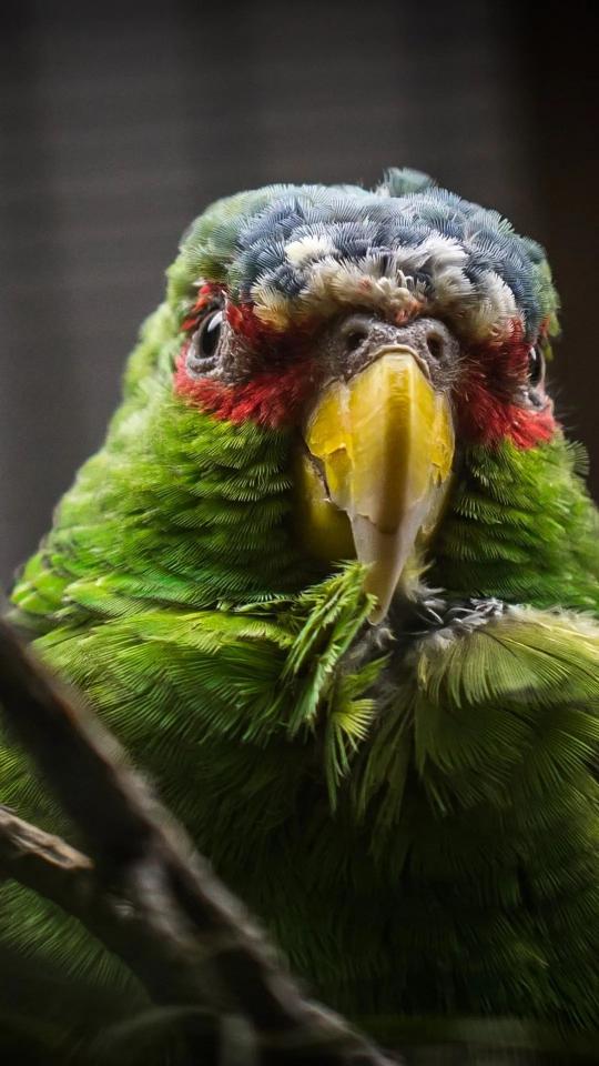 Colorful Parrot Portrait
