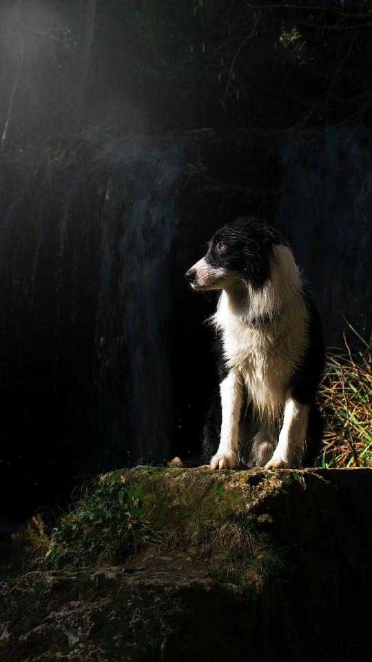 Contemplative Border Collie Portrait - Related Dark Wallpapers wallpaper